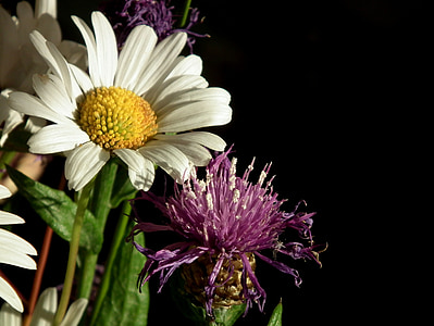 玛格丽特, 白色, 绽放, 野生花卉, 紫色, 花, 开花