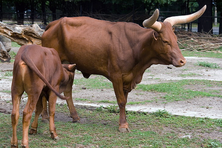 krowa, cielę, karmić piersią, młode zwierzę, bydło, zwierząt, gospodarstwa