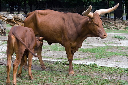 vaca, becerro, mamar, animal joven, ganado, animal, granja