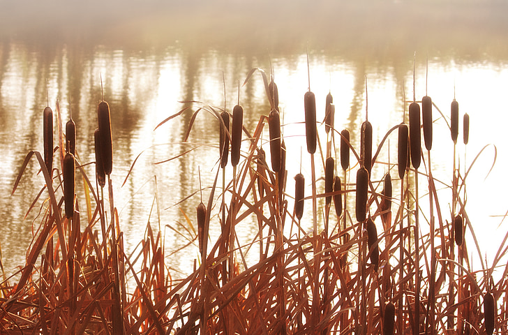 reeds, cattails, plant, grass, nature, water, pond