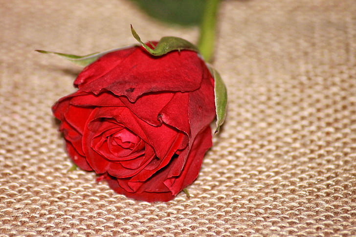 Rožė, raudona, raudona rožė, žiedų, žydėti, gėlė, rožių žydėjimas
