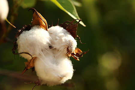 cotton, white, plant, nature, close-up