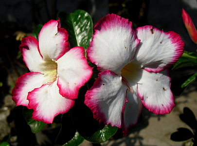 Ramūnas, kamboja jepang, Jawa, Indonezija, gėlė, Adenium, rožinė