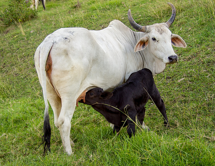 calf, cow, cattle, feeding, suckling, stock, black