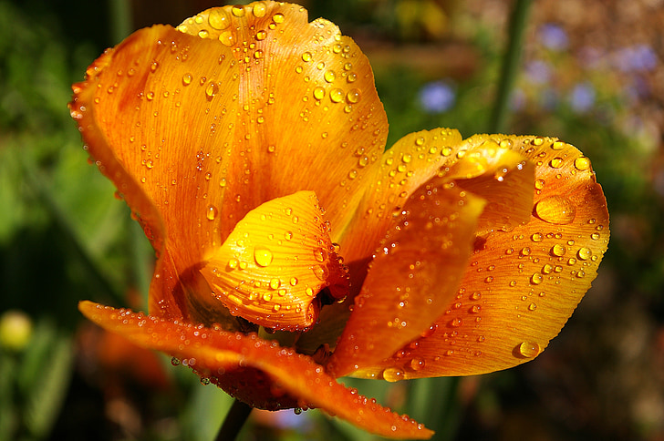 màu vàng khối u, Orange tulip, đóng, mùa xuân, Hoa, mùa xuân hoa, thực vật
