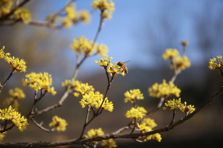 Cornus, λουλούδια, φύση, φυτά, Κίτρινο, άνοιξη, κίτρινο λουλούδι