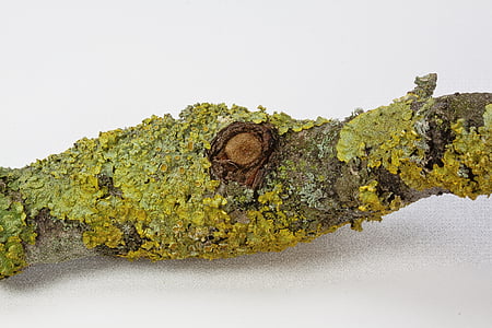 ramo, occhio, lichene, natura, Close-up, albero