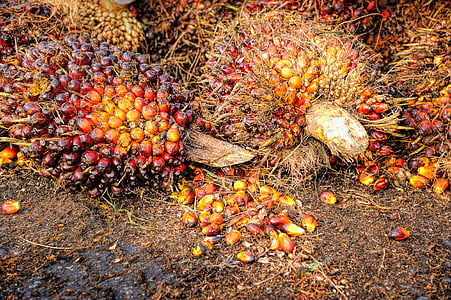 Palm, dầu, trái cây, nền tảng, chín, màu đỏ, sản xuất