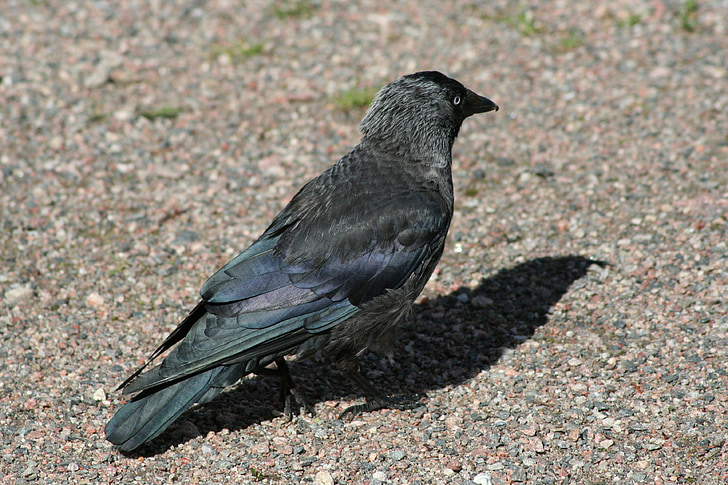 Corvus monedula, gralla occidental, ocell, negre, animal, natura