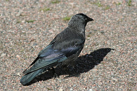 Corvus monedula, Западните Гарга, птица, Черно, животните, природата