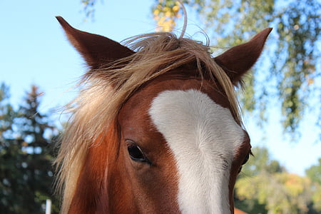 horse, german reitponny, pony, foal, blaze, stallion, brown