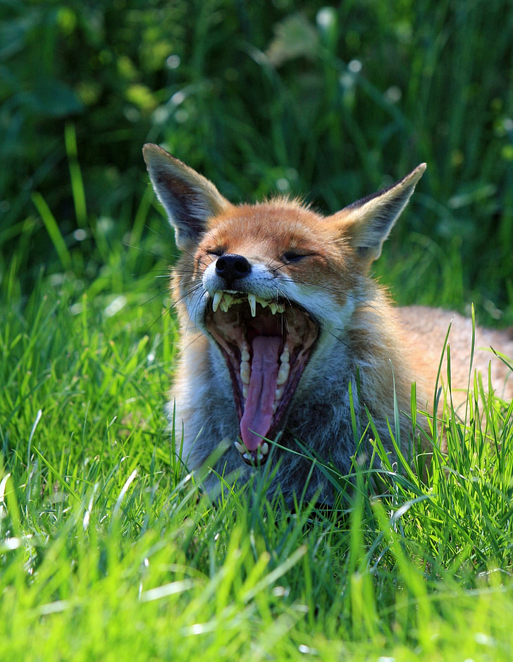 Fox, dyr, vilde, Wildlife, rød, rød ræv, close-up
