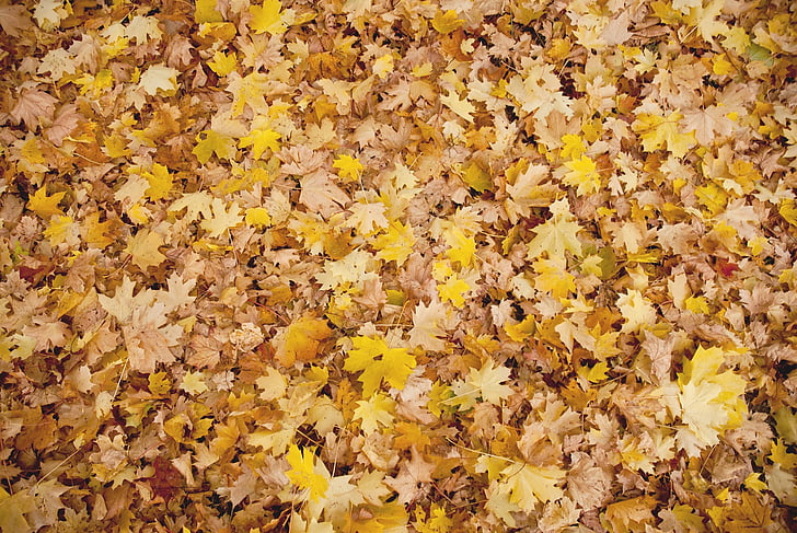 otoño, hojas, Fondo, caída, hoja, temporada, naturaleza