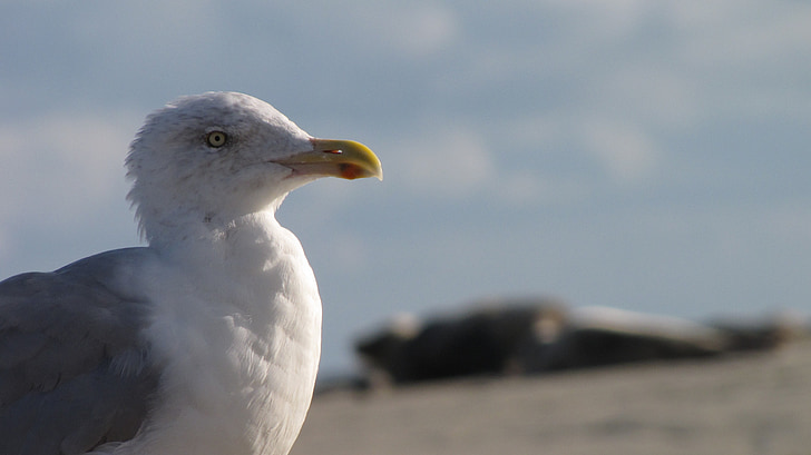 Seagull, strand, Borkum, Noordzee