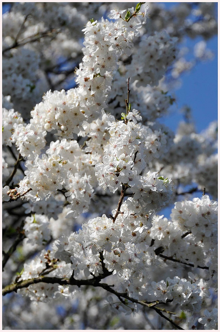 kirsebærtre blomstrer, treet, Malmo, Park, hvite kronbladene