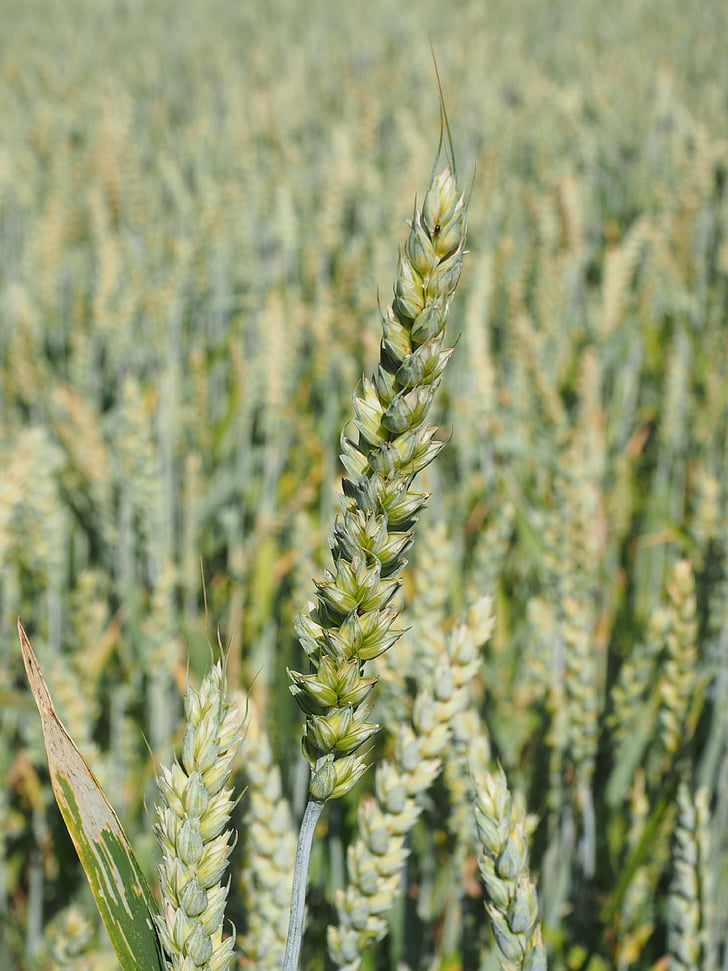 pšeničné pole, pšenice, obiloviny, ucho, zrno, kukuřičné pole, jídlo