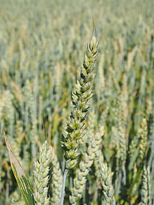 lĩnh vực lúa mì, lúa mì, ngũ cốc, tai, ngũ cốc, cornfield, thực phẩm