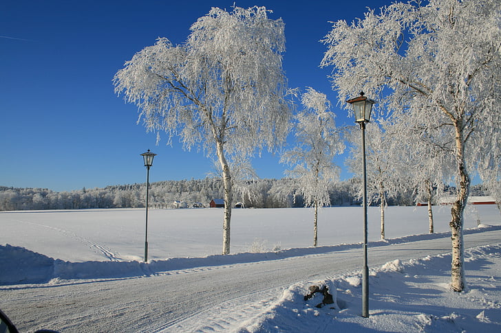 invierno, nieve, solar, Blanco, frío, Suecia, cubierto de nieve