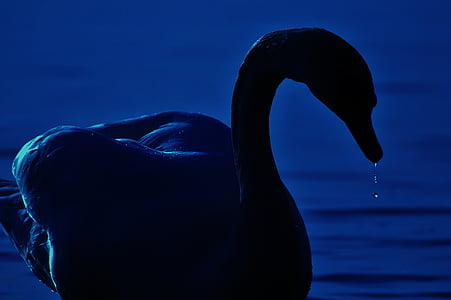 swan, silhouette, drop of water, water bird, bird, feather, plumage