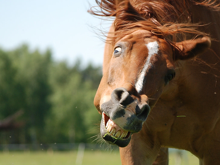 el caballo, Konik, mina tonta, gracioso, diversión, dientes, mascota
