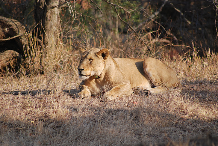 lioness, lion, wildlife, animal, cat, female, predator