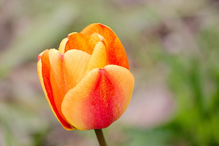 Tulipán, flambované, jaro, tulpenbluete, oranžová