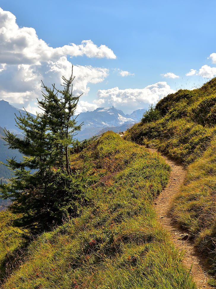 trail, fir, mountains, nature, landscape, away, path