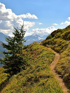 Trail, Spar, Bergen, natuur, landschap, weg, pad