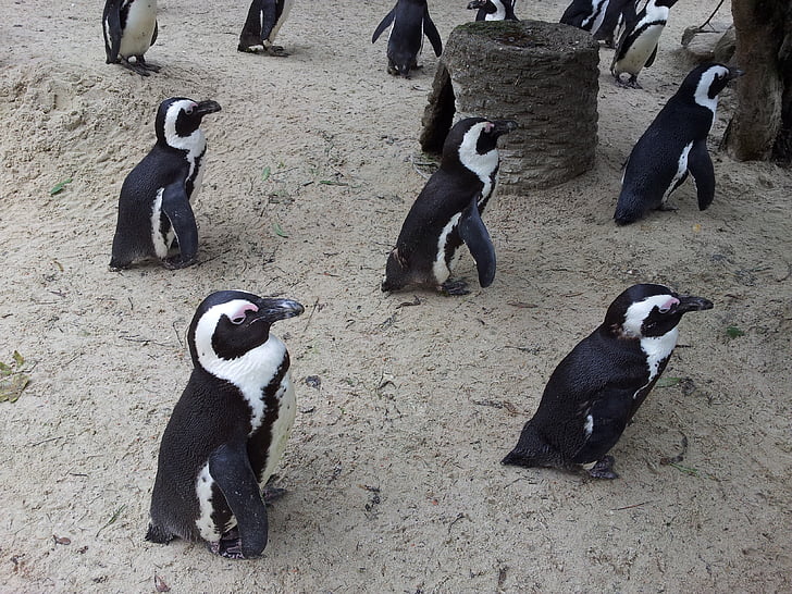 pinguins, jardim zoológico, Münster, allwetterzoo, ave aquática, mundo animal, animal
