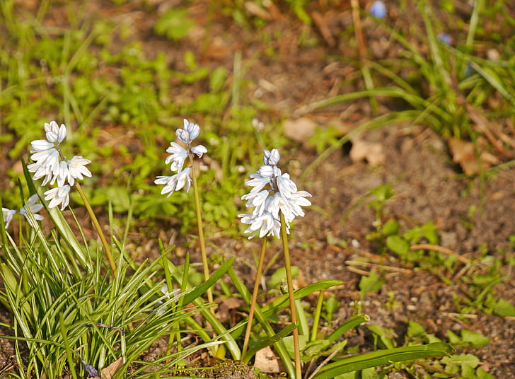 puschkinie, Puschkinia, Puschkinia scilloides, kužeľ kvet, jar, modrá, skoro kvitnúce
