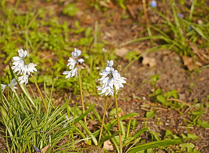 puschkinie, Puschkinia, Puschkinia scilloides, flor de cone, Primavera, azul, começou cedo
