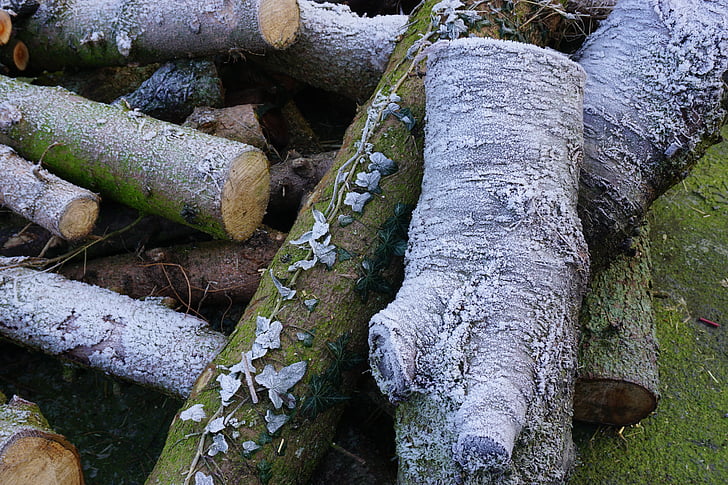 iederă, lemn, natura, rece, în creştere stoc, Frost, coapte