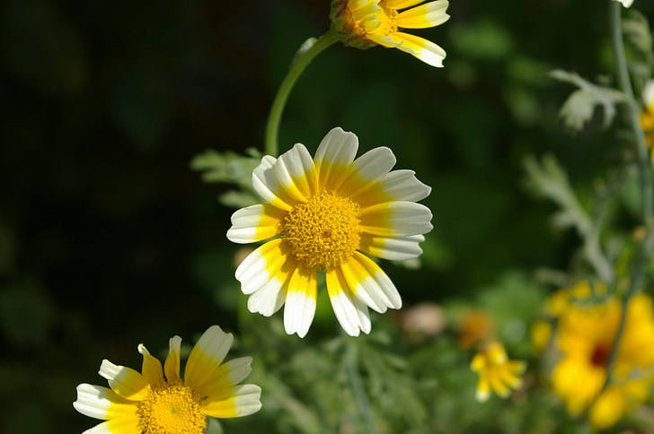 Marguerite, bunga, Cap, musim panas, padang rumput, detail, individu