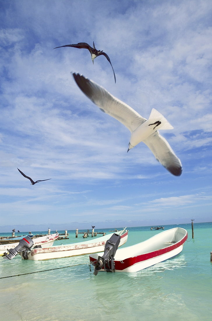 seagull, sea, sky, flying, bird, nature, nautical Vessel