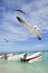 Seagull, mar, cielo, vuelo, pájaro, naturaleza, embarcación náutica
