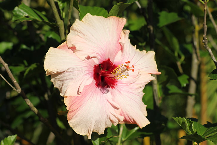 Hibiscus, kukka, Luonto, Wild, kasvi, terälehti, kesällä