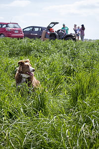 поле, куче, трева, кучешки