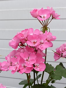 Geranium, roze, broeikasgassen, zomer, muur, plant, bloemen