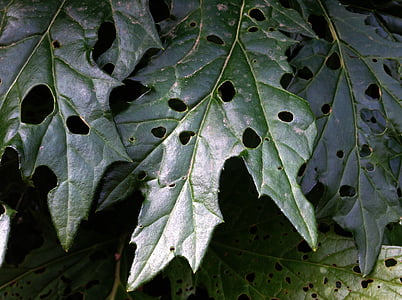 acanthus daun, lembar berlubang, daun hijau, daun