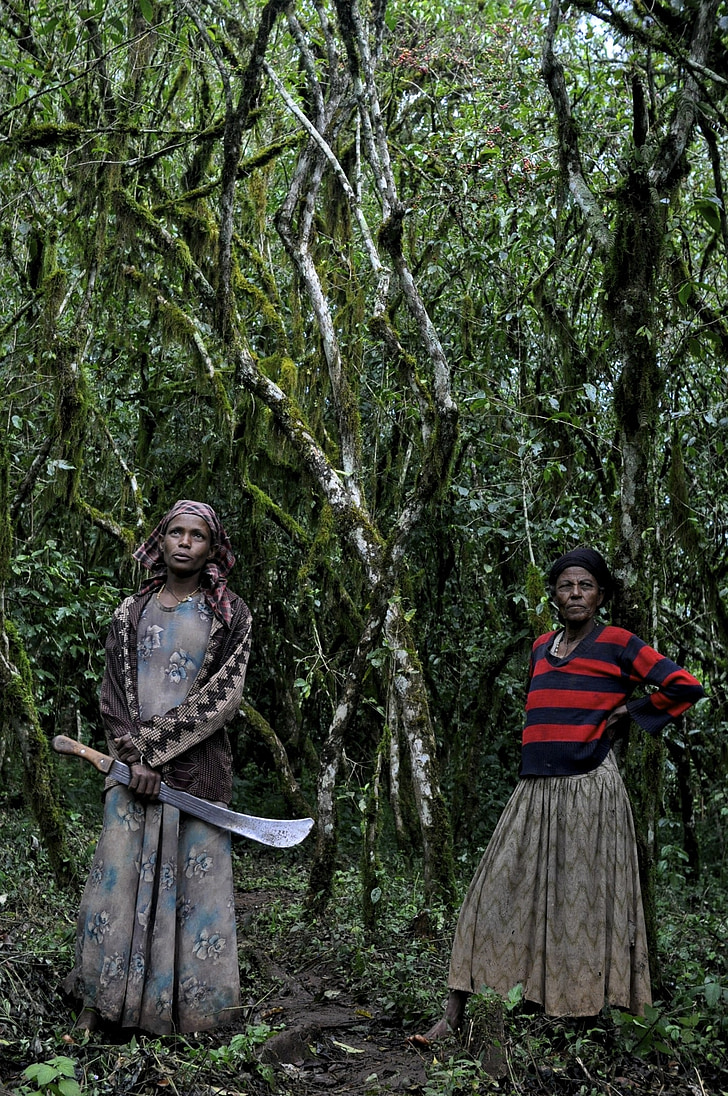ethio, Kawa, gospodarstwa