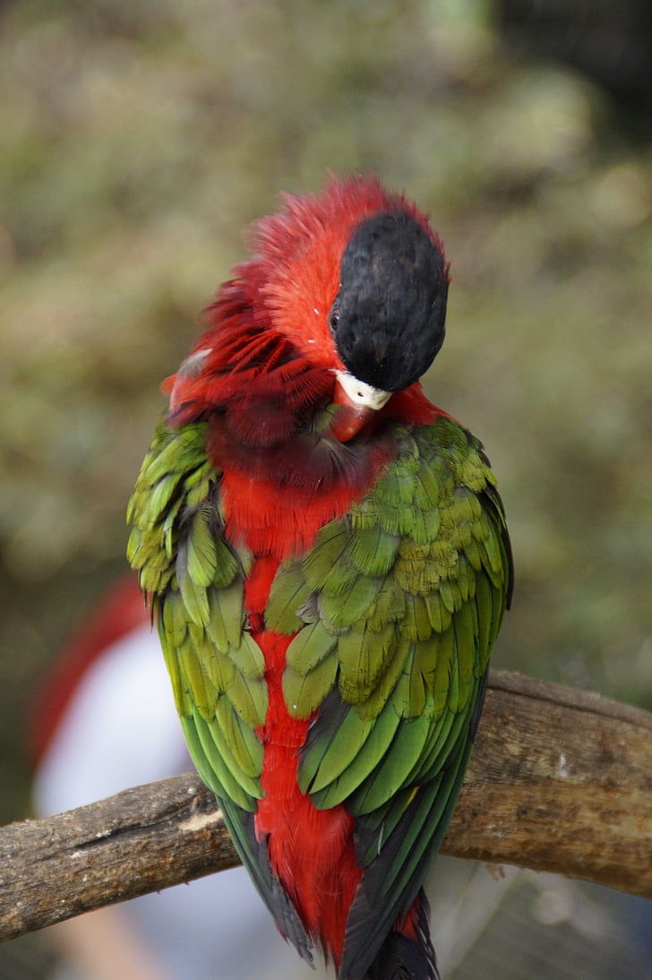 papagáj, perie, spánok, driemot, Zelená, červená, vták