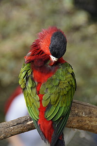 παπαγάλος, φτέρωμα, ύπνος, νάρκης, πράσινο, κόκκινο, πουλί