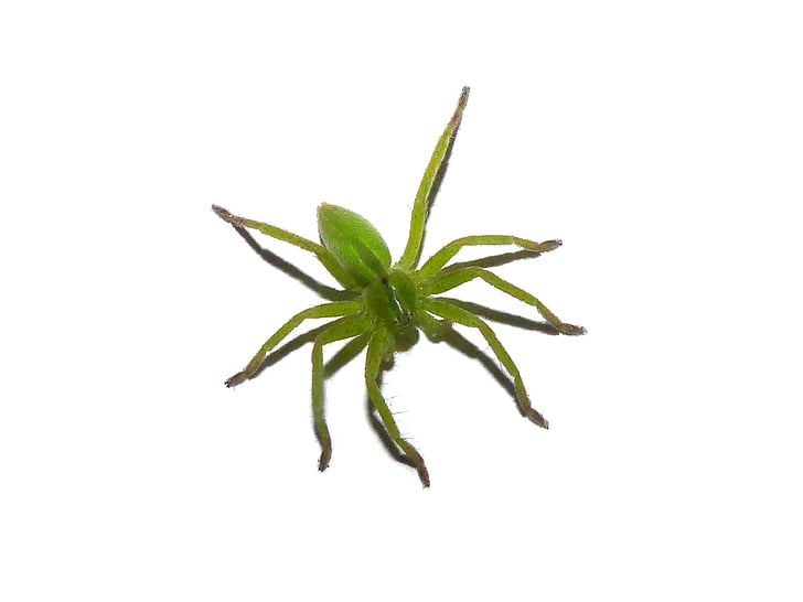 groene spin, spin, Arachnid, blad, plant, natuur, geïsoleerd