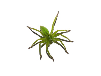 groene spin, spin, Arachnid, blad, plant, natuur, geïsoleerd