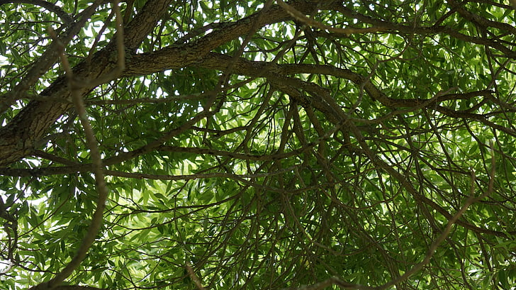 løvverk, sølv willow, løvtre, natur, treet, skog, blad