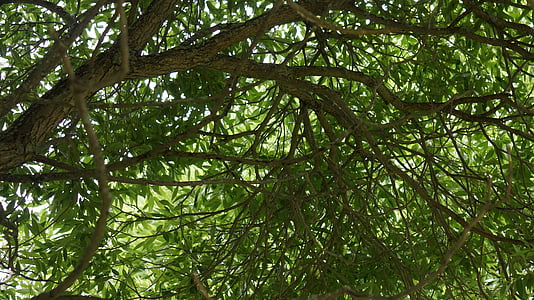 зеленина, Сребърен върба, широколистни дървета, природата, дърво, гора, листа