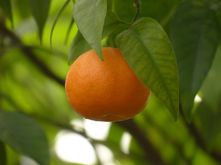 Mandarin, fruits, arbre, en bonne santé, agrumes, Citrus nobilis, orange