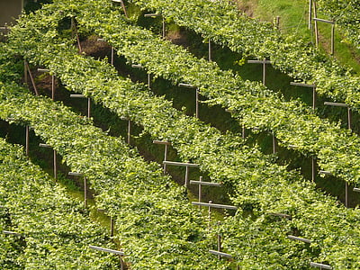 veini, Vineyard, viinapuu, Geenitehnoloogia veini tootmises, taim, kasvatamine, Plantation