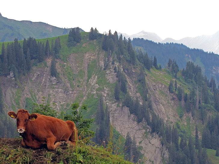 krava, teľa, hospodárstvo, Švajčiarsko, hovädzí dobytok, hovädzie mäso, kravy