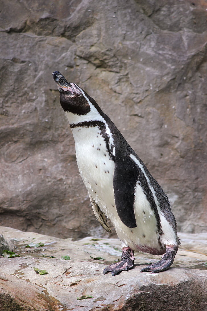 penguin, zoo, water bird, glasses penguin